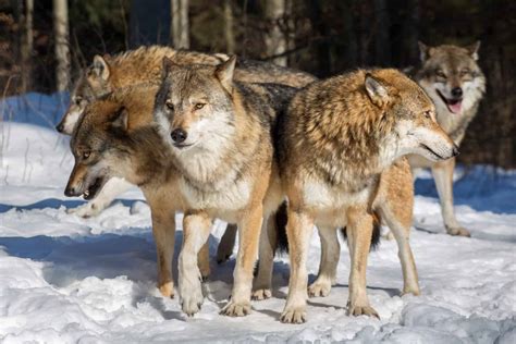 Pack animal .